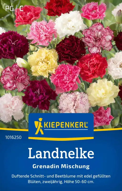 Hoge kwaliteit | Kiepenkerl Anjers "Grenadin Mischung"