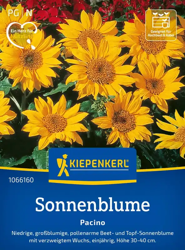Kiepenkerl Zonnebloem "Pacino" - Sale
