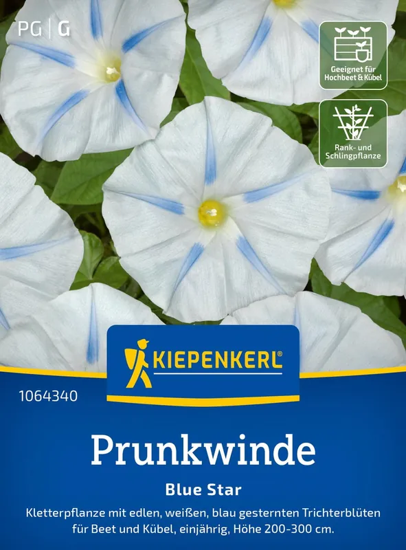 Kiepenkerl Dagbloemen "Blue Star" - Snelle verzending