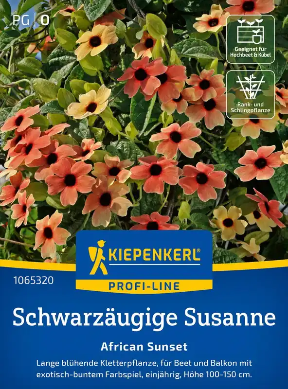 Kiepenkerl Zwartogige Susanne - African Sunset | Voorraad bijna op