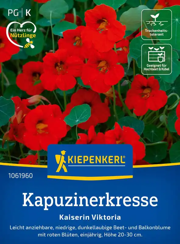 Topkwaliteit | Kiepenkerl Oost-Indische Kers "Kaiserin Viktoria"