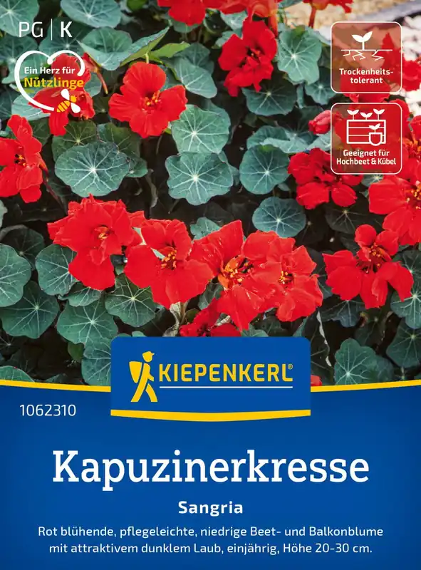 Kiepenkerl Oost-Indische Kers "Sangria" | Op voorraad