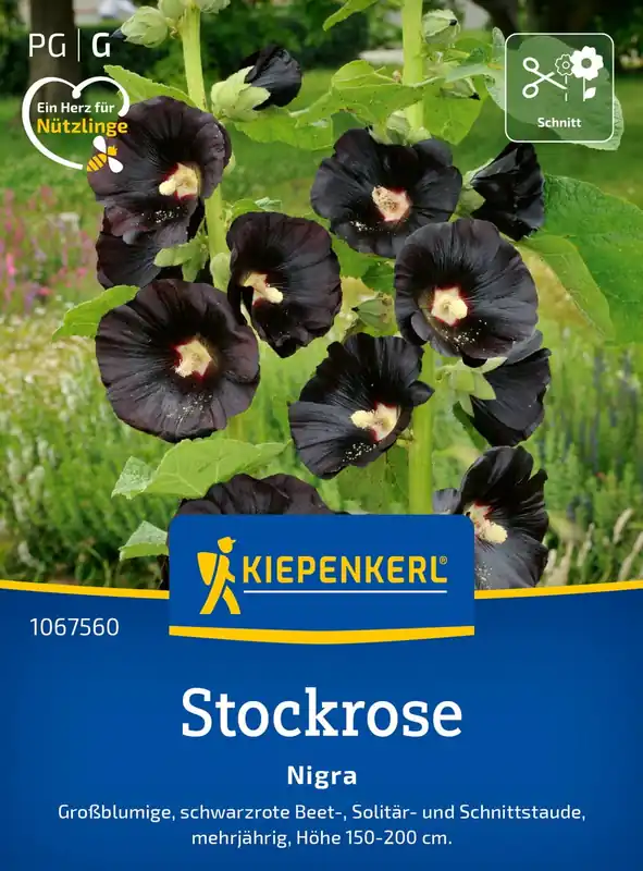 Kiepenkerl Stokroos - Nigra | Beperkte voorraad