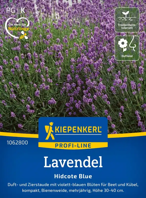 Kiepenkerl Geurlavendel Hidcote Blue - Nieuw binnen