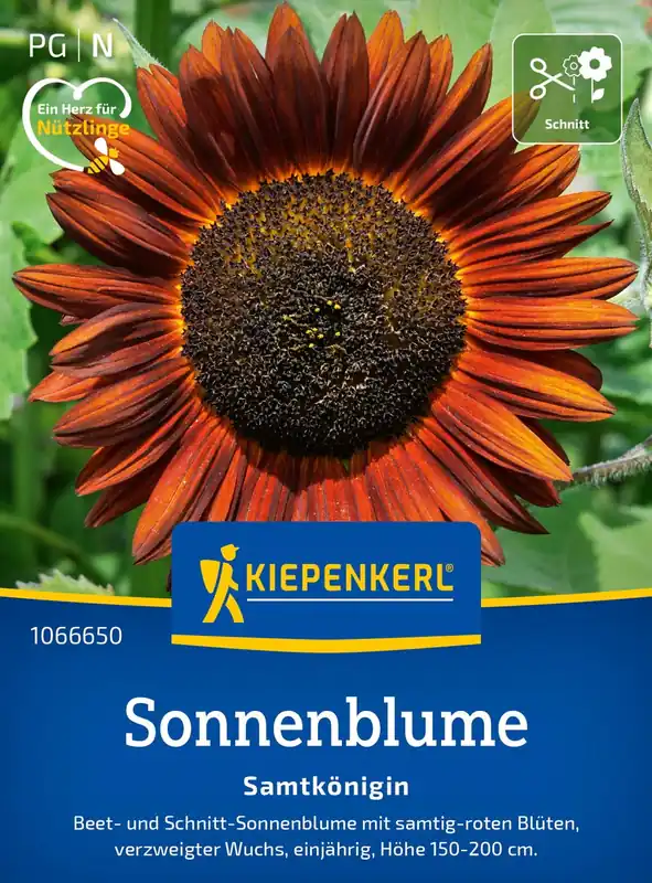 Kiepenkerl Zonnebloem "Samtkönigin" | Prijsverlaging