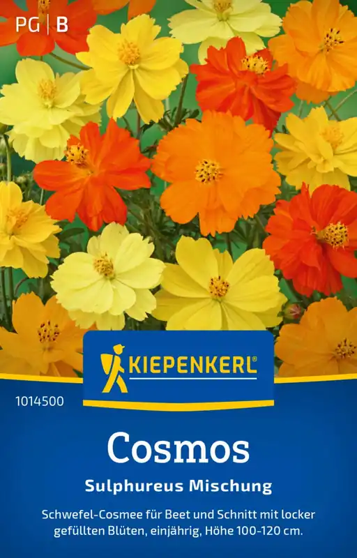 Kiepenkerl Zwavelcosmos - Veel gevraagd