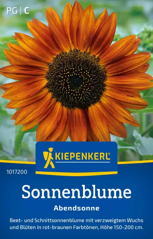 Kiepenkerl Zonnebloem "Abendsonne" - Meest verkocht