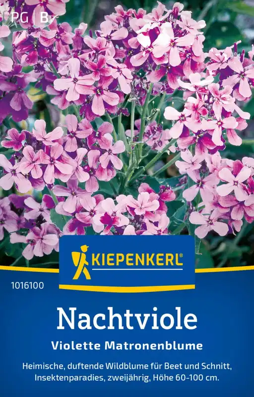 Kiepenkerl Damastbloem "Violette Matronenblume" | Actieprijs