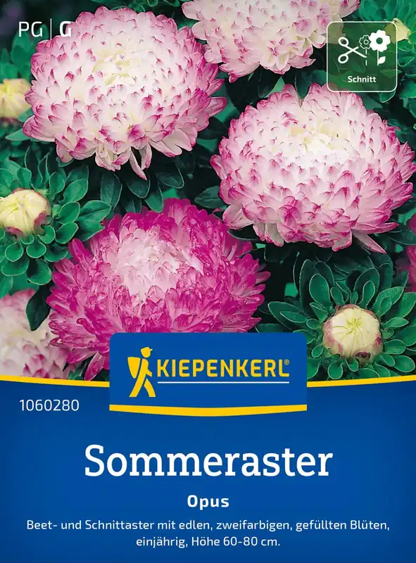 Nu beschikbaar - Kiepenkerl Zomeraster "Opus"