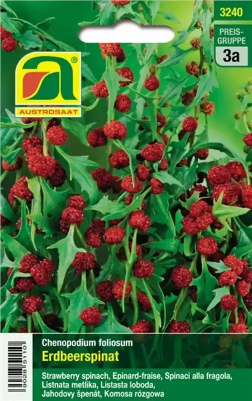 AUSTROSAAT Aardbeispinazie | Nu kopen