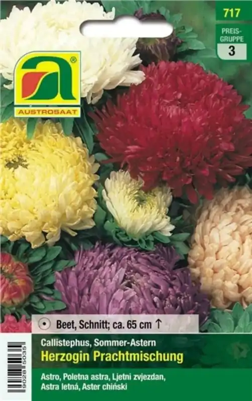 Laatste dagen - AUSTROSAAT Asters Herzogin Mix