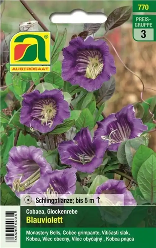 Wees er snel bij - AUSTROSAAT Klokwinde Blauviolett