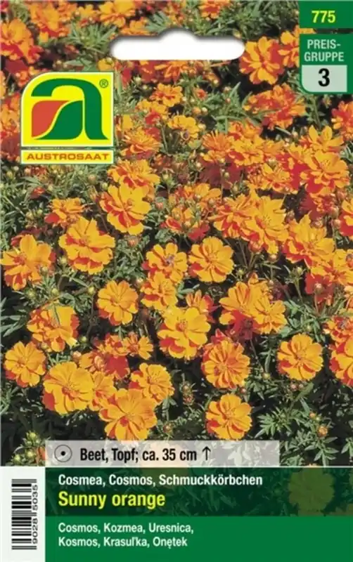 AUSTROSAAT Cosmea Sunny Orange - Nieuw gelanceerd