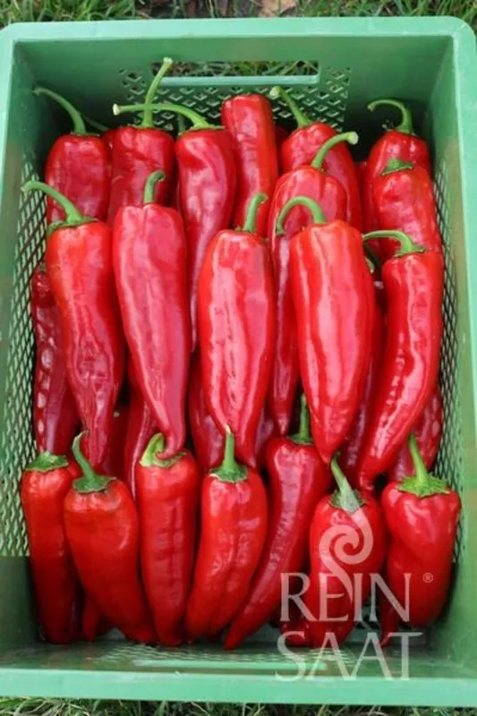 ReinSaat Paprika "Korosko" - Op voorraad