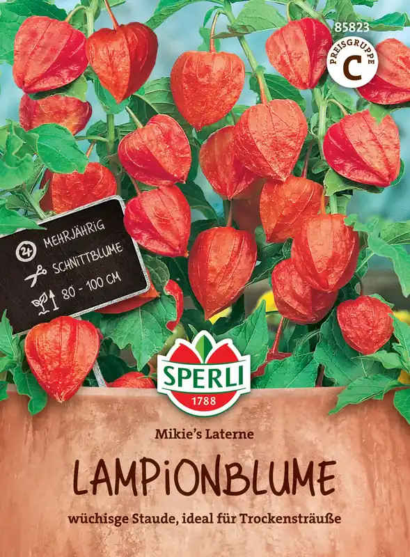 Sperli Lampionplant "Mikie‘s Laterne" | Nog maar een paar beschikbaar