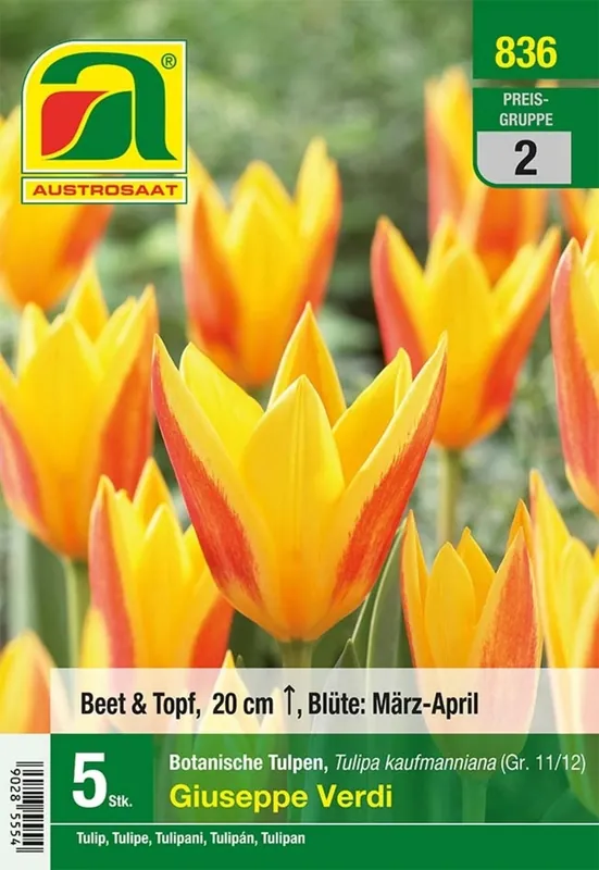 AUSTROSAAT Botanische Tulpen Giuseppe Verdi, 5 Uien - Laatste kans