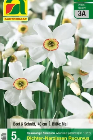 AUSTROSAAT Bloembollen Witte Narcissen Recurvus, 5 Uien - Nieuw binnengekomen