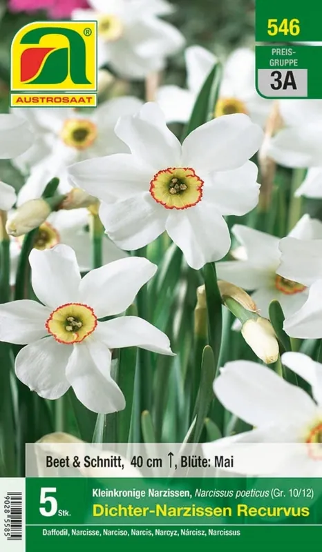 AUSTROSAAT Bloembollen Witte Narcissen Recurvus, 5 Uien - Nieuw binnengekomen