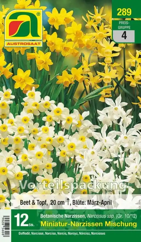 Direct leverbaar - AUSTROSAAT Mini Narcissen Mix, 12 Uien
