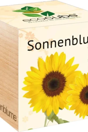 Feel Green ecocube Zonnebloem, Zonnebloem - Nieuw in het assortiment