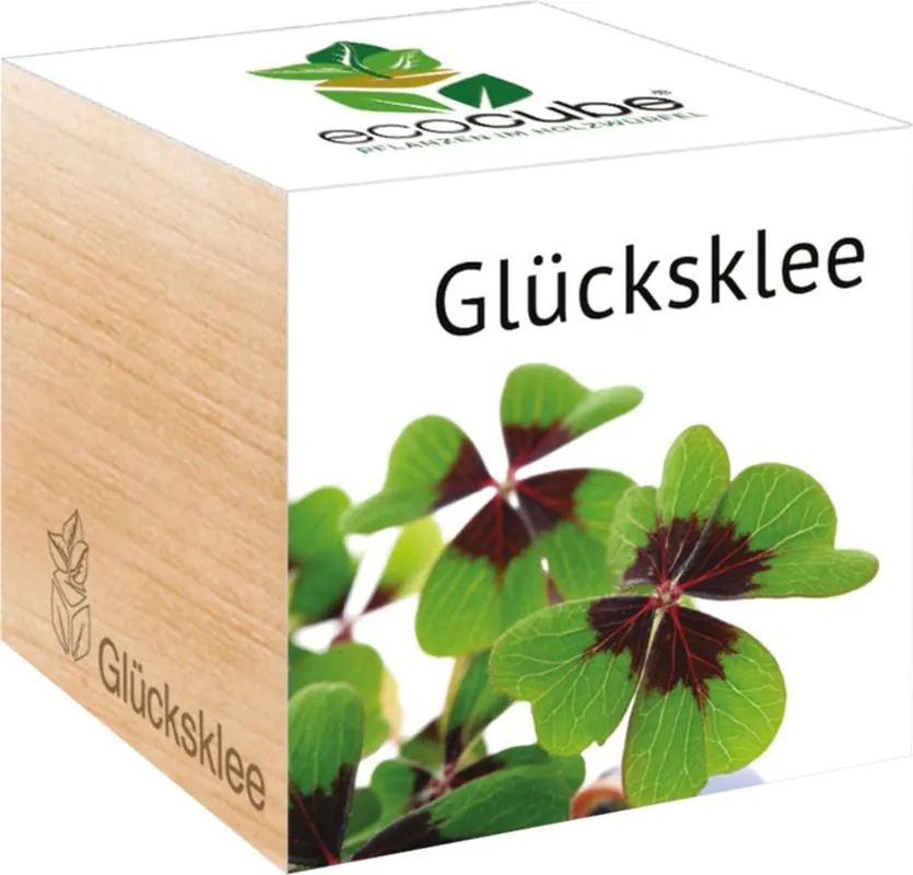 Premiumkwaliteit | Feel Green ecocube Geluksklaver, Geluksklaver
