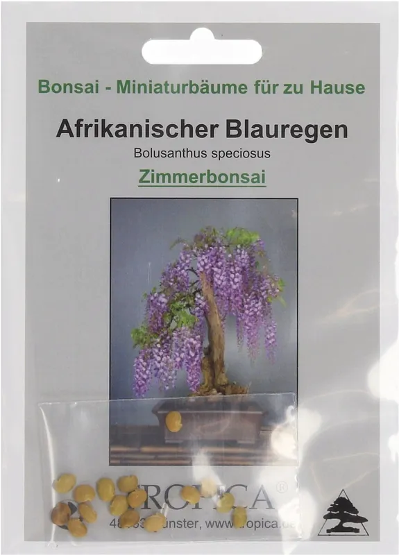 TROPICA Afrikaanse Blauweregen, 2 g - Opruiming