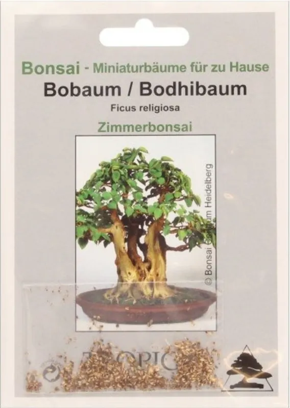 TROPICA Bodhiboom, 200 Korrels | Vanaf nu beschikbaar