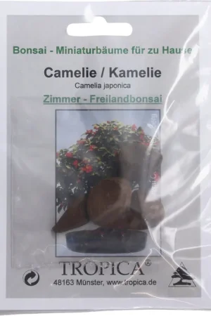 TROPICA Japanse Camellia - Trending
