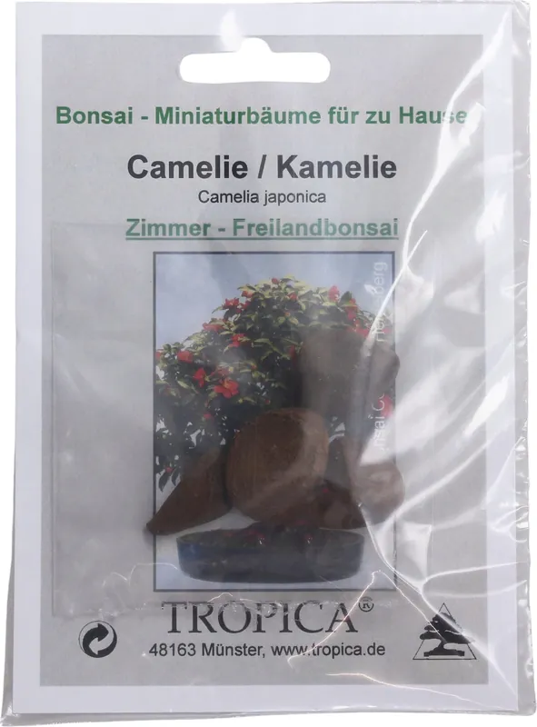 TROPICA Japanse Camellia - Trending