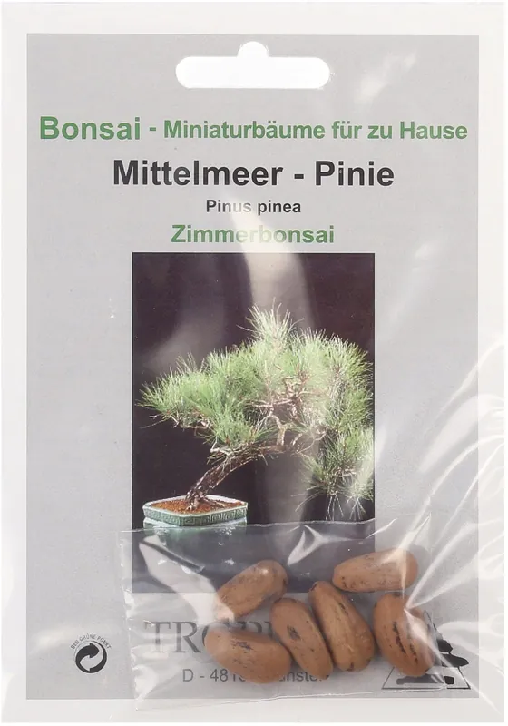 TROPICA Parasolden, 6 Korrels | Online bestelbaar