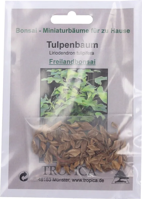 Nieuw binnen - TROPICA Tulpenboom - Bonsai voor Buiten