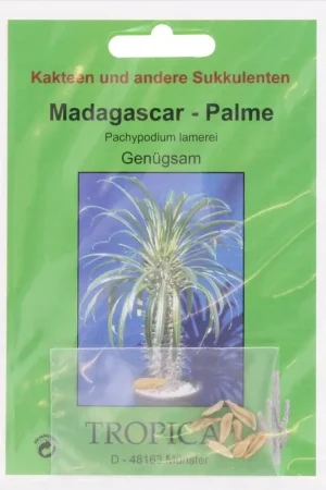 TROPICA Madagaskarpalm, 10 Korrels | Extra voordeel