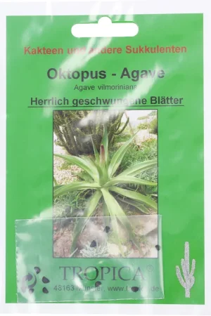 Laatste dagen | TROPICA Octopus Agave