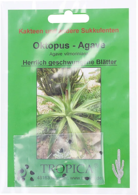 Laatste dagen | TROPICA Octopus Agave