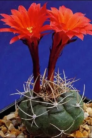 TROPICA Peruviaanse Dwergcactus | Aanbieding