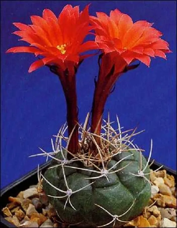 TROPICA Peruviaanse Dwergcactus | Aanbieding