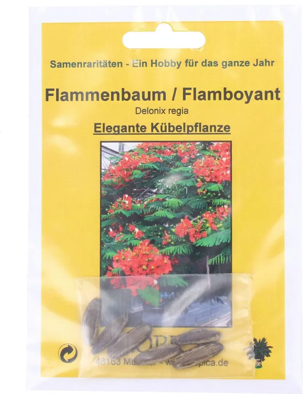 TROPICA Vlamboom - Verlaagde prijs