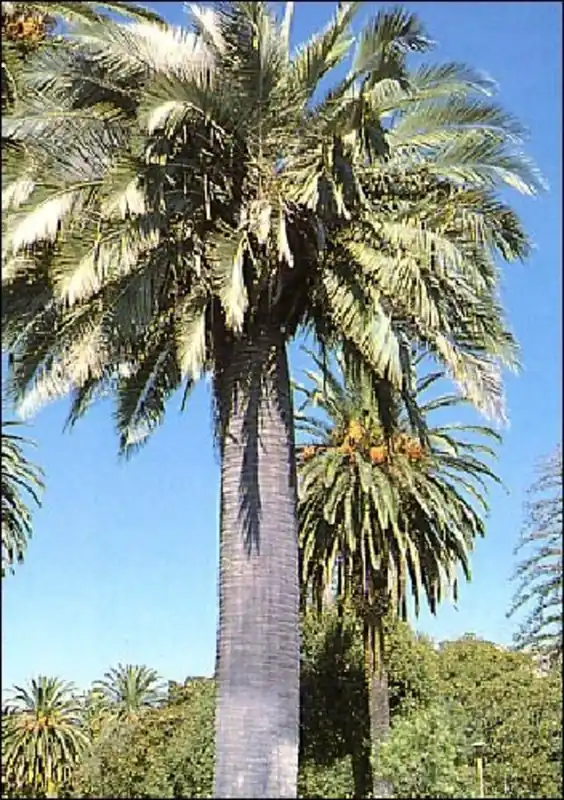 TROPICA Chileense wijnpalm, 3 Korrels | Laatste dagen