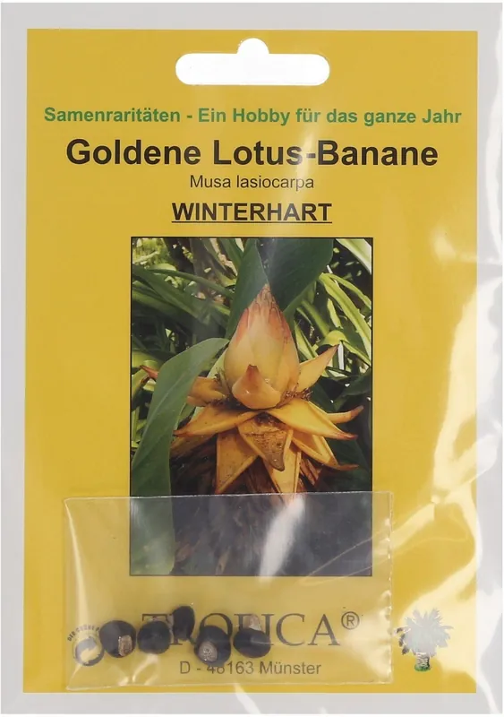 Direct bestellen - TROPICA Gouden Lotusbanaan, 5 Korrels