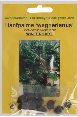 Tijdelijke actie - TROPICA Henneppalm "Wagnerianus", 8 Korrels