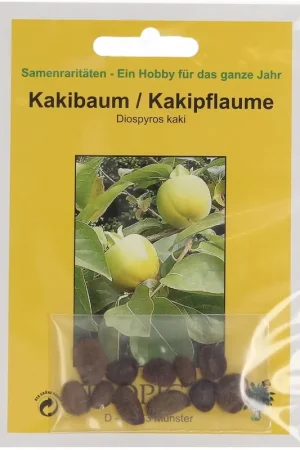 TROPICA Kakiboom, 10 Korrels - Rechtstreeks uit de fabriek