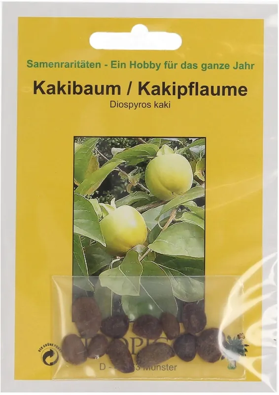 TROPICA Kakiboom, 10 Korrels - Rechtstreeks uit de fabriek