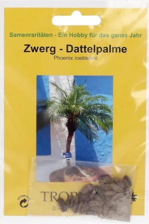 TROPICA Dwerg Dadelpalm, 25 Korrels - Actieprijs