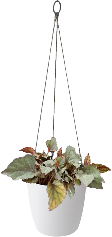 elho brussels hangschaal 18cm, antraciet | Zojuist toegevoegd