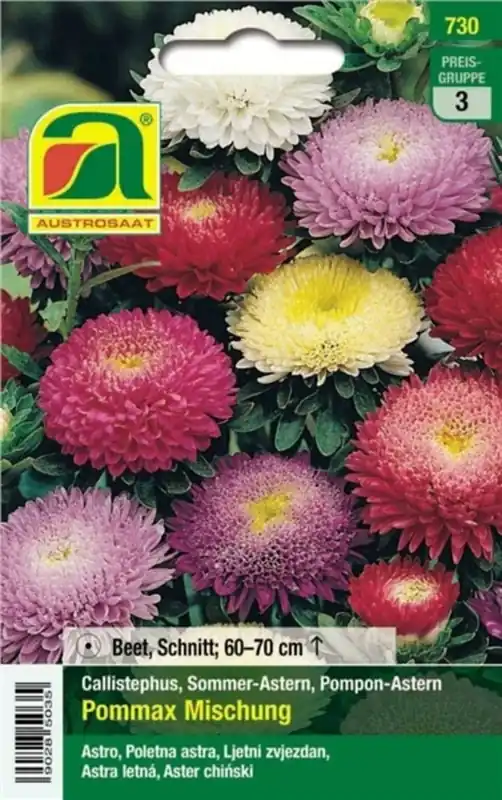 AUSTROSAAT Asters Pommax Mix - Nieuw binnengekomen