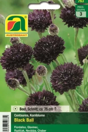 Trending | AUSTROSAAT Korenbloem "Black Ball"
