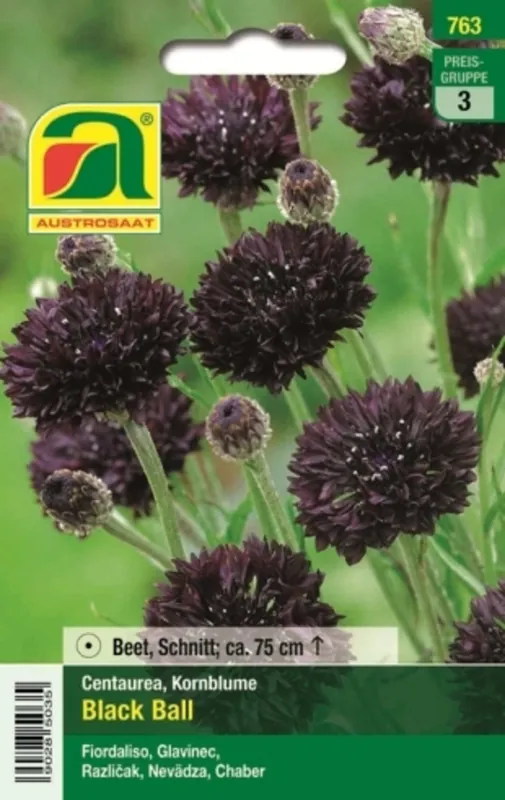 Trending | AUSTROSAAT Korenbloem "Black Ball"