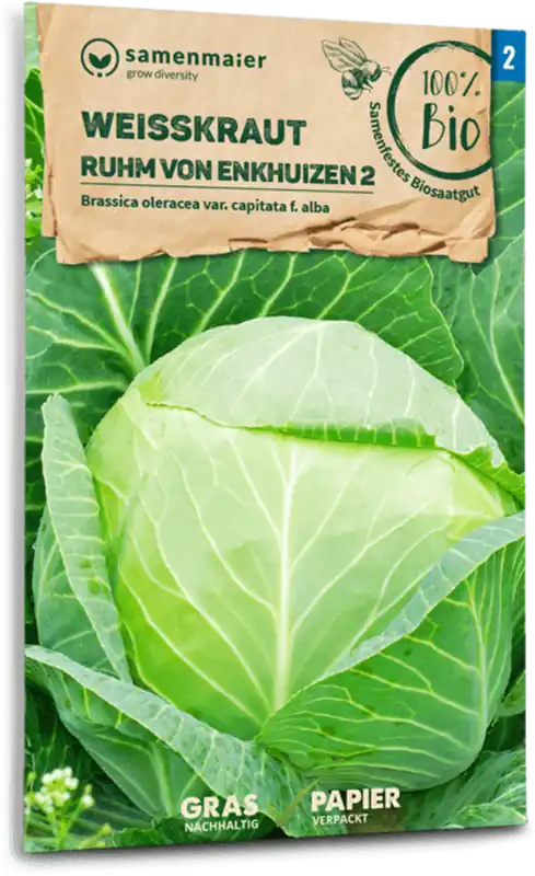 Nieuwe release - Samen Maier Biologische Witte Kool "Ruhm von Enkhuizen"