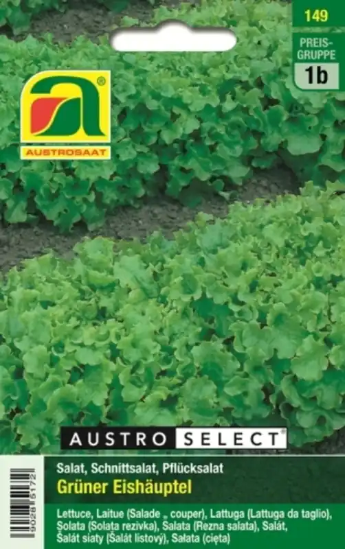 AUSTROSAAT Groene IJsbergsla - Koop vandaag