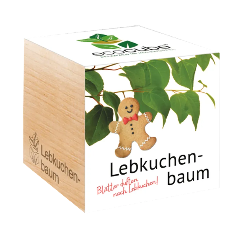 Feel Green ecocube Katsuraboom - Online bestelbaar
